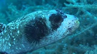 Daedalus Reef