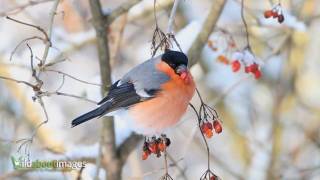 Bullfinch