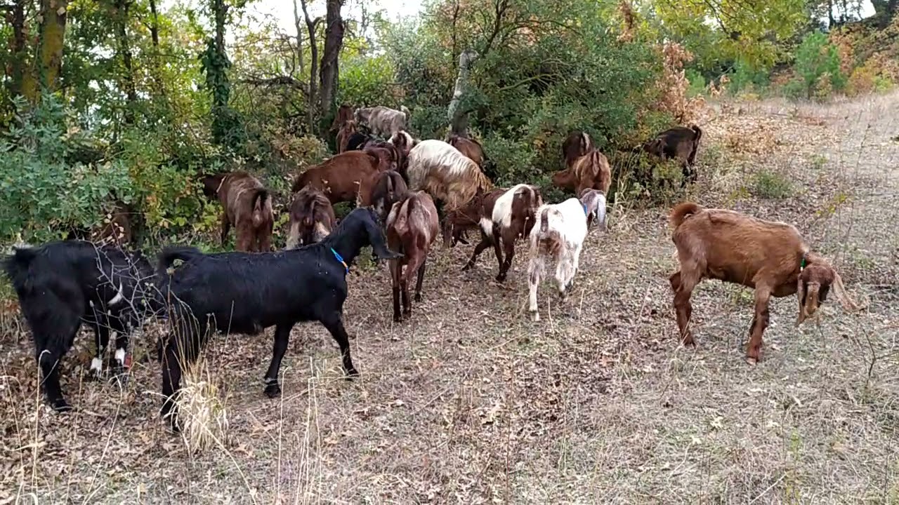 Halep Keçi Sütünü Nasıl Değerlendirmeyi Planlıyoruz?? (Kışlık Hazırlıkları Mutfakta Neler Yaptık??)