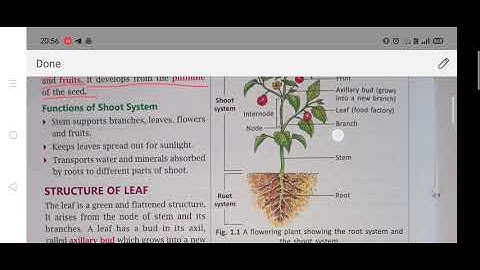 CLASS 6/CHAPTER 1/THE LEAF 🍀/PART 1