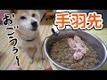 柴犬小春 【変声催促】骨ごと手羽先!喉を鳴らして渇望