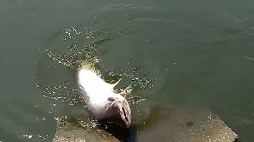 Test mồi cốt cơm dừa lần thứ 1 | Hồ câu cá Hải Long Vương - Bình Mỹ Củ Chi.