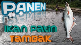 #Tambakikan #WillTubeChannel.   Panen Ikan Patin Tambak