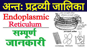 endoplasmic reticulum in hindi | endoplasmic reticulum structure and function | Cell Organelles