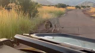 Lions' Struggle for Survival: Thirsty Search #wildlife