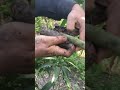 كيفية عمل شتله في شجرة المانجو بطريقة الترقيد الهواءيHow to make mango seedling method of air laying