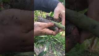 كيفية عمل شتله في شجرة المانجو بطريقة الترقيد الهواءيHow to make mango seedling method of air laying