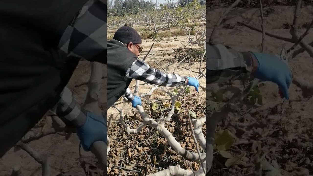 التقليم الشتوي في التين و خطوات هامه في تقليم التين