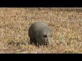 Armadillo on the Move! Epic Florida Nature Moment!