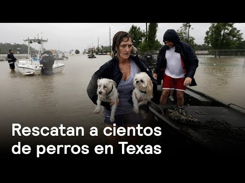 Video: La gente se une para salvar animales durante el huracán Harvey