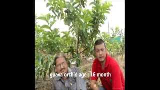 Prerna Farms thailand guava