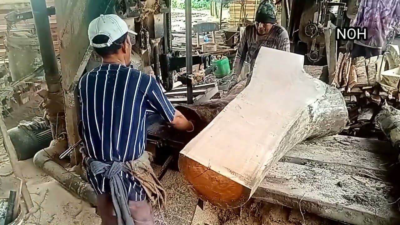 Bonggol kayu nya besar sekali 