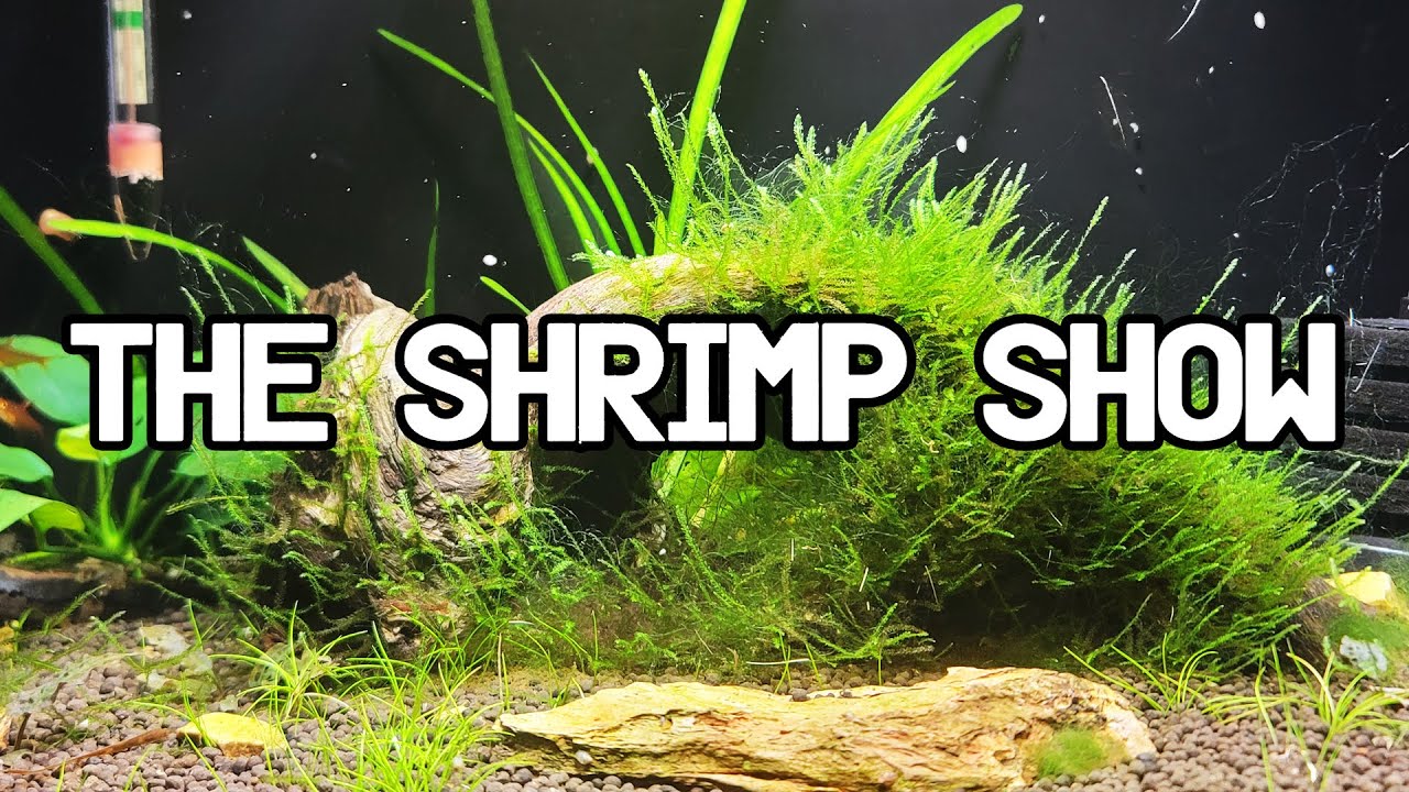 Algae Clean Up Crew The Shrimp Show Episode 8 YouTube