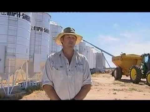 Video: Odkud se původně vzala pšenice?