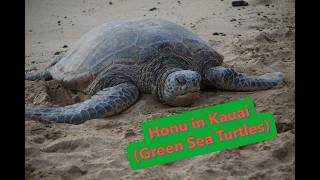 Honu in Kauai (Green Sea Turtles)