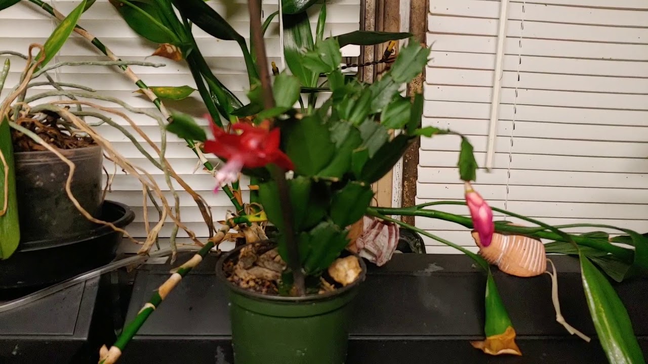 Christmas cactus. - YouTube