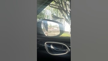 BIRD FIGHTING WITH MIRROR