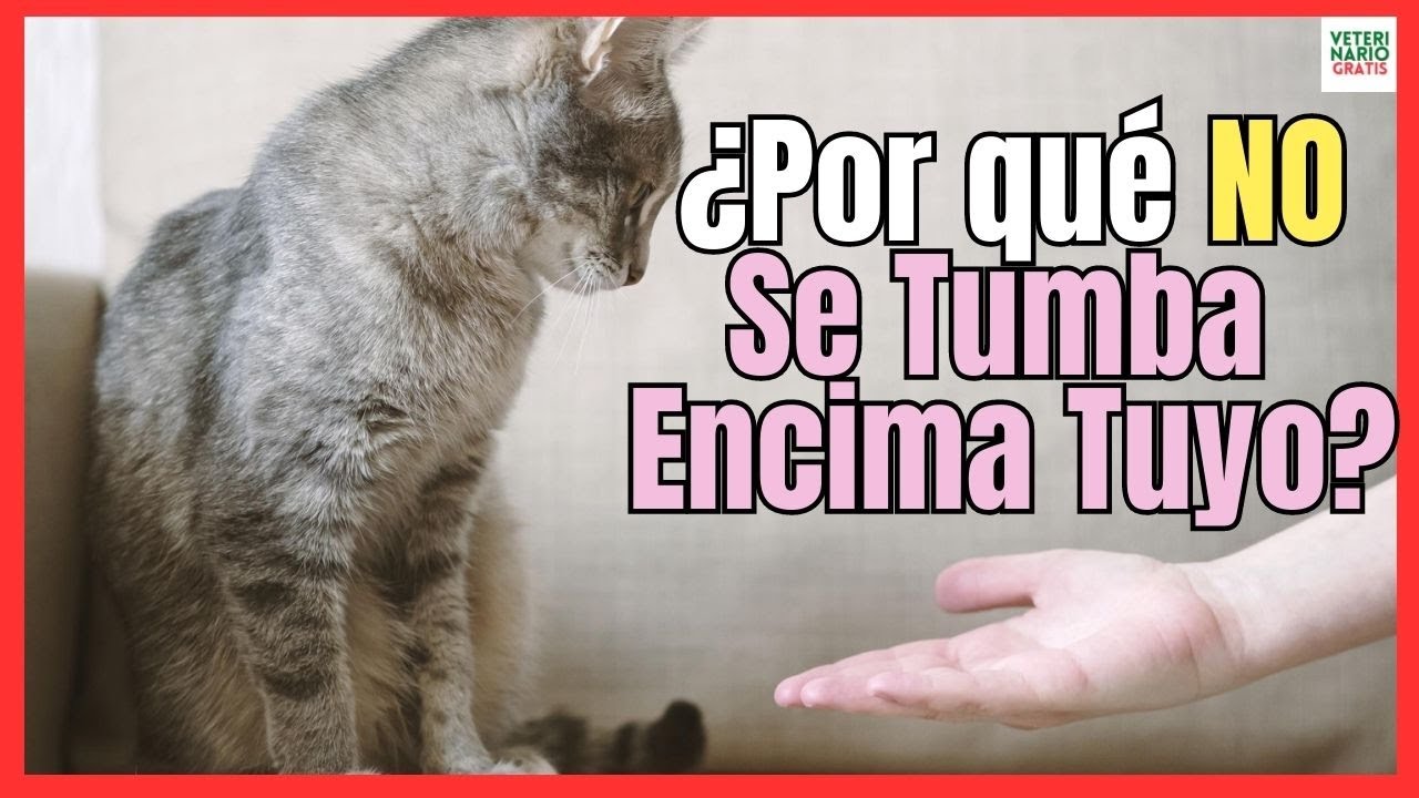 Que hacer si tu gato te muerde