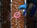 Rusty Chainsaw Restoration: Watch the Rust Melt! 🪚✨ #shorts #viral #satisfying