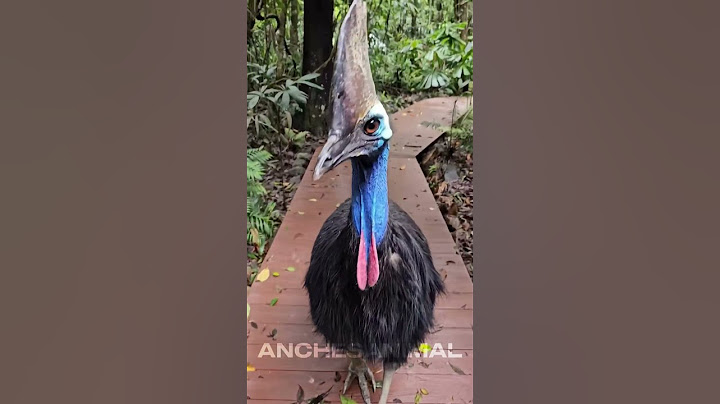 um dos animais mais perigosos do mundo
