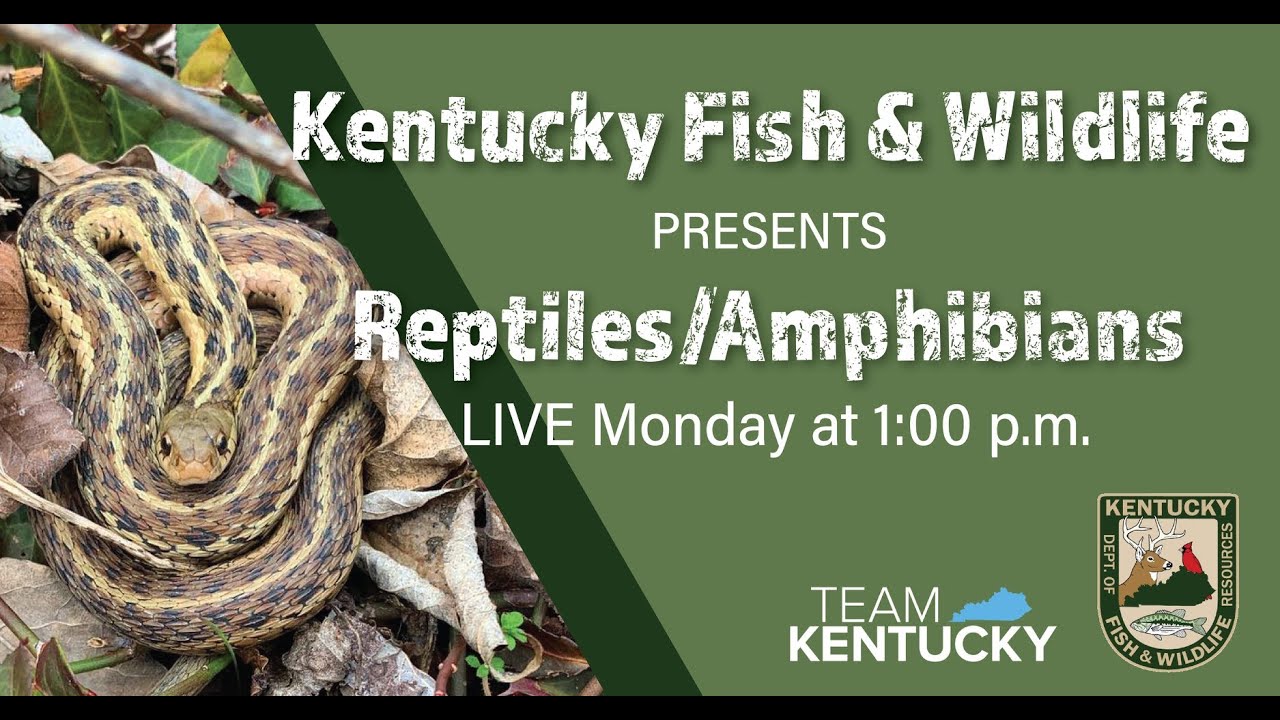 Reptiles and Amphibians of Kentucky YouTube