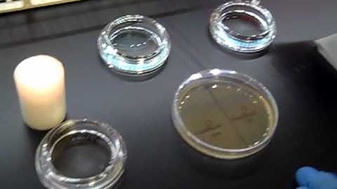 control of bacterial growth.mp4