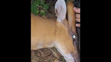 dib​ qaib​ qus​ tuaj​ kauv