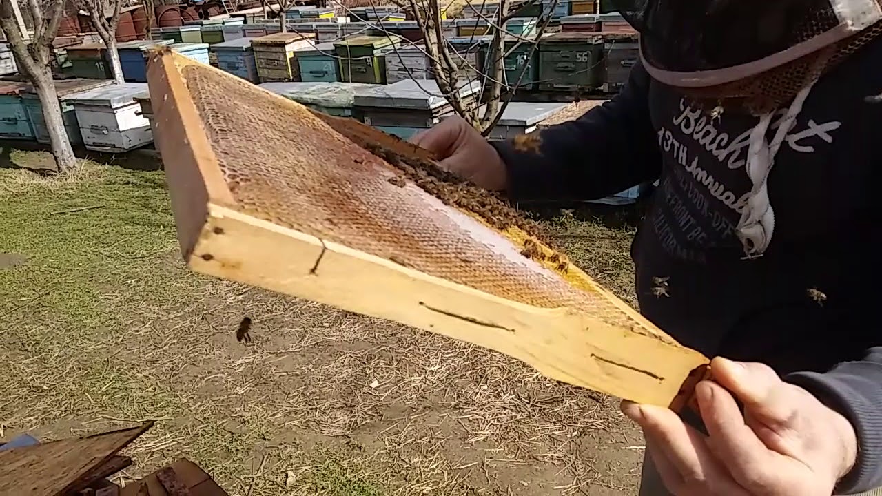 Unificarea familiilor de albine