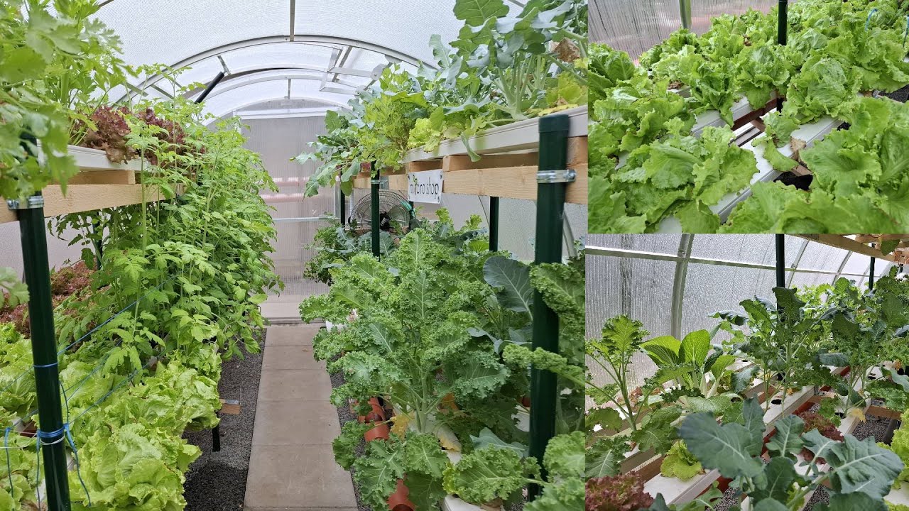 Hydroponické skleníky a jak hydroponie funguje! 🌿