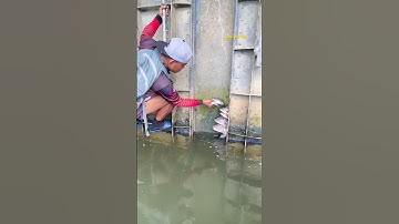 Cá Lớn - Rô Phi Khủng mắc kẹt 😱 #khacthuyvlogg