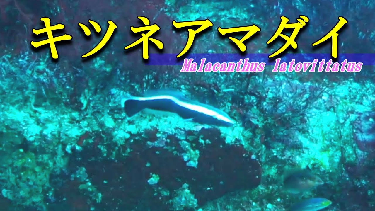 キツネアマダイ 】したたかな幼魚の防御 Malacanthus latovittatus YouTube