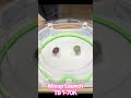 Last Second Launch Change w/ Tyranno Beat 🙌 #beyblade #beybladex #tyrannobeat