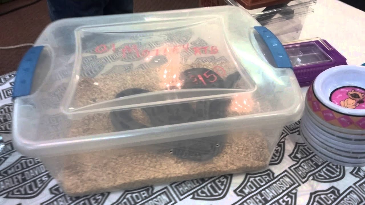 Ohio reptile show Fairfield 2016 - YouTube