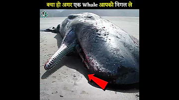 🤔 क्या हो अगर एक Whale 🐳 आपको निकल ले | What If You Were Swallowed By A Whale | #shorts #ytshorts