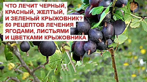 Что лечит черный, красный, желтый, и зеленый крыжовник 50 рецептов лечения ягодами, листьями