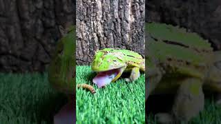 蛙哥表演吃虫子