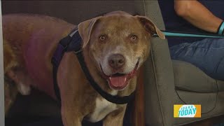 Idaho Today: This week's adoptable pet with Idaho Humane Society