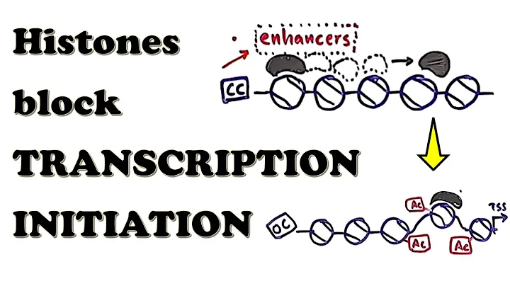 Eukaryotic Transcription - Solving the Chromatin Problem - DayDayNews