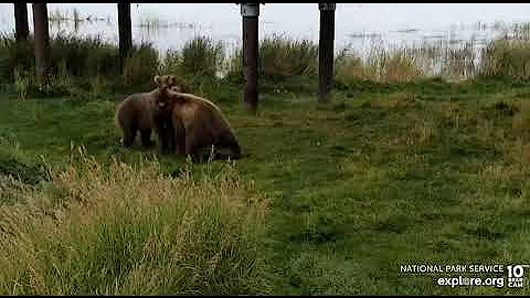 Adorable young bears playing Lower River cam Explore.org 8-16-2022