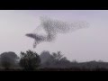 A Wildlife Spectacle | Starling murmuration.