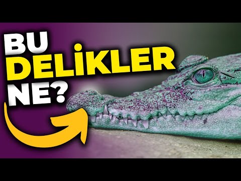 Video: Qatil timsahın quyruğu varmı?