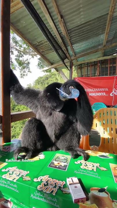Siamang begitu bersahabat dengan pengunjung | Gunung Geurutee | Aceh Jaya #wisataaceh #siamang