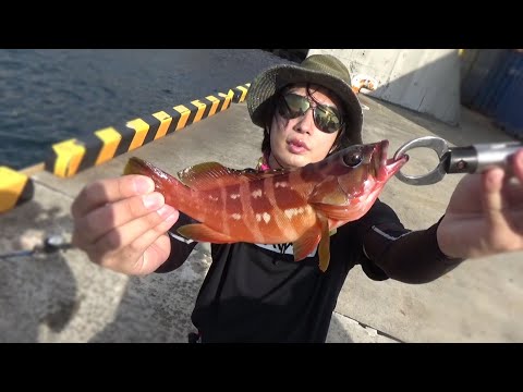Tokyo's remote island is a luxury fish paradise lol [Izu Oshima 2022] ②
