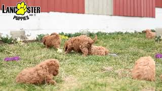 Cuddly Cavapoo Puppies