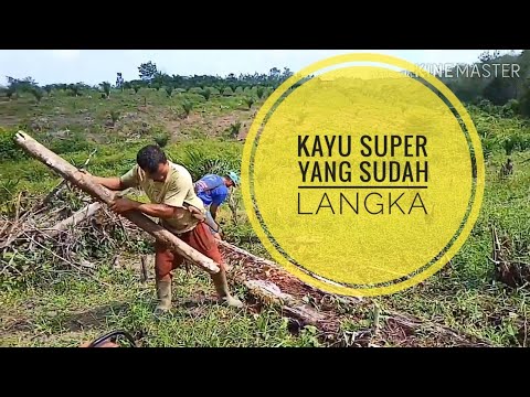  Kayu Kulim  Sumatera kayu  kelas 1 YouTube