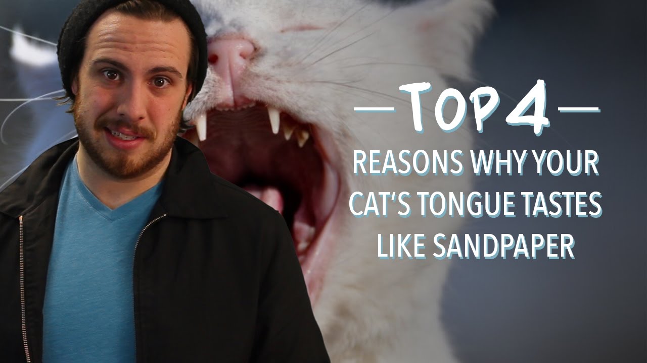 Top 4 Reasons Why Your Cats Tongue Tastes Like Sandpaper YouTube