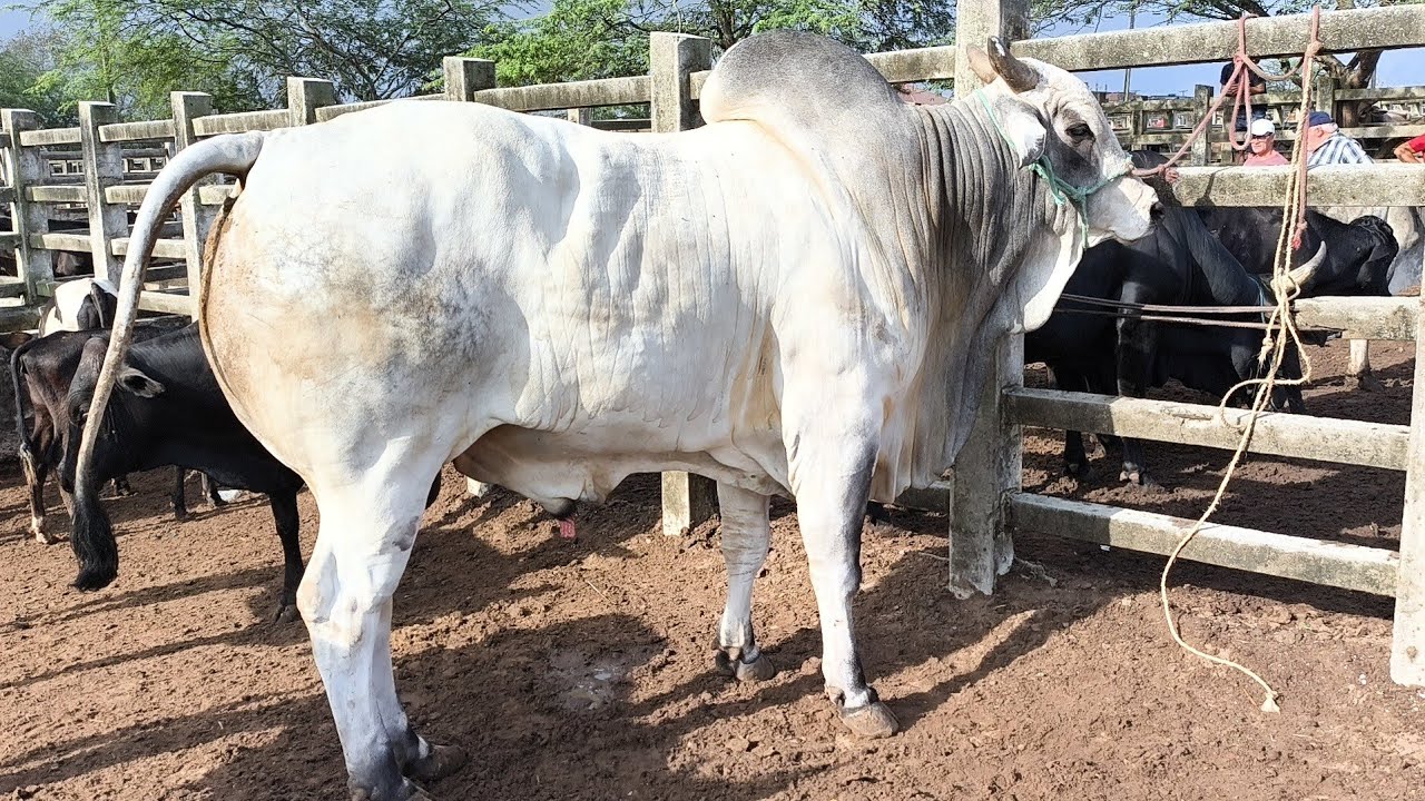 FEIRA DE GADO EM CAMPINA GRANDE-PB 22/01/2025