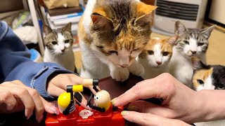 ピコピコマシーンで遊んだら猫がやってきた