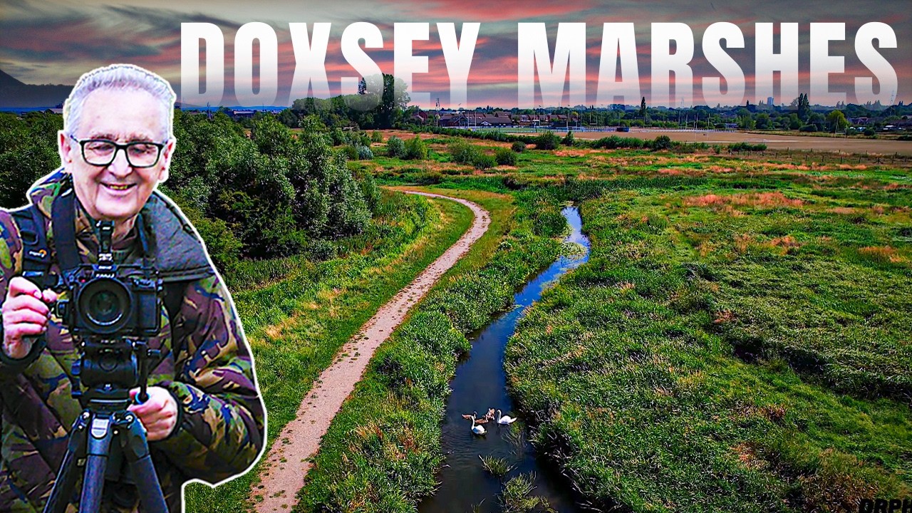 Exploring Doxey Marshes Nature Reserve | Peaceful Wildlife & Wetland Birds