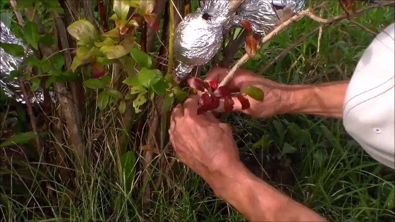 Propagation of Blueberries by Air Layering 4 week progress YouTube